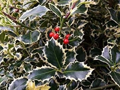 ilex argentea marginata 20 - ARBUSTI DE VANZARE 2