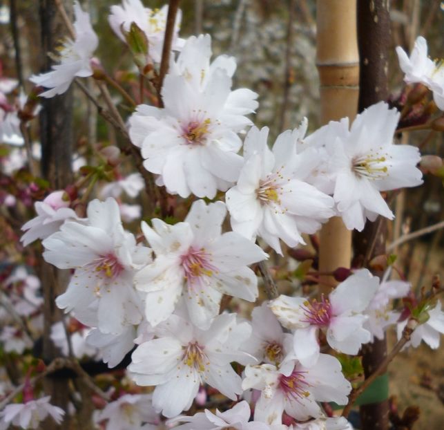Prunus incisa Mikinori  50 - ARBUSTI DE VANZARE 2