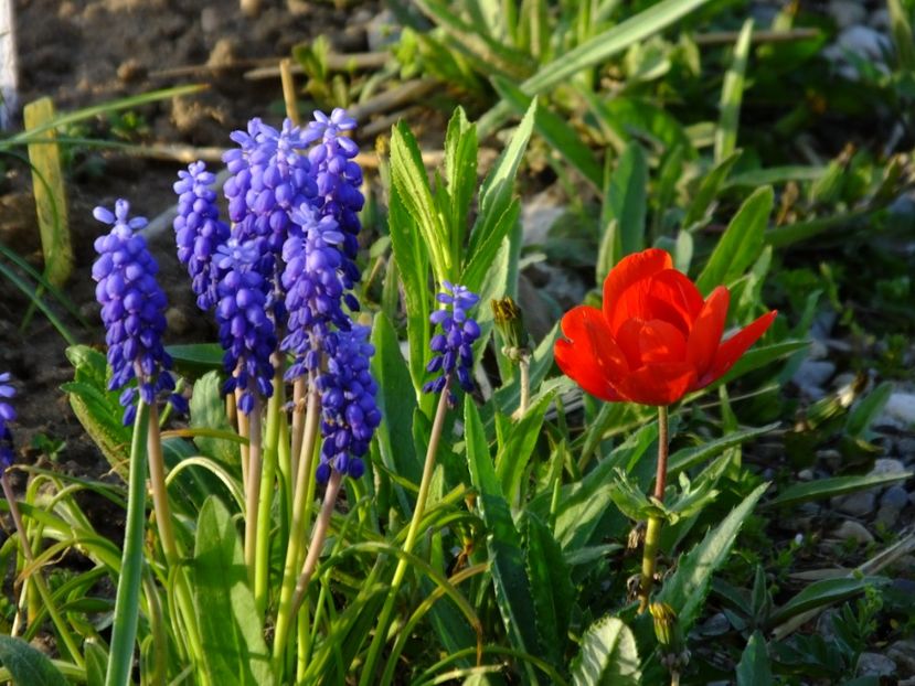  - 2018_01_Flori de primavara