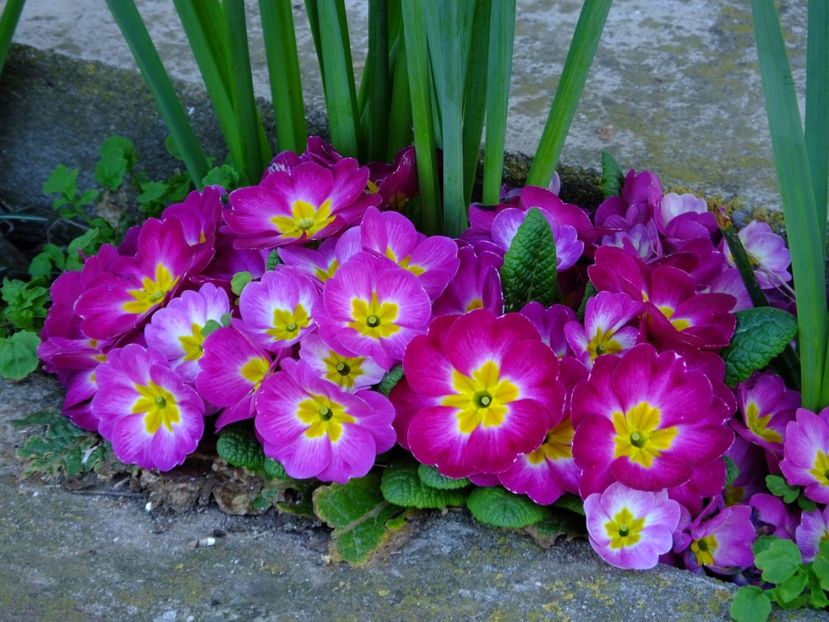  - 2018_01_Flori de primavara