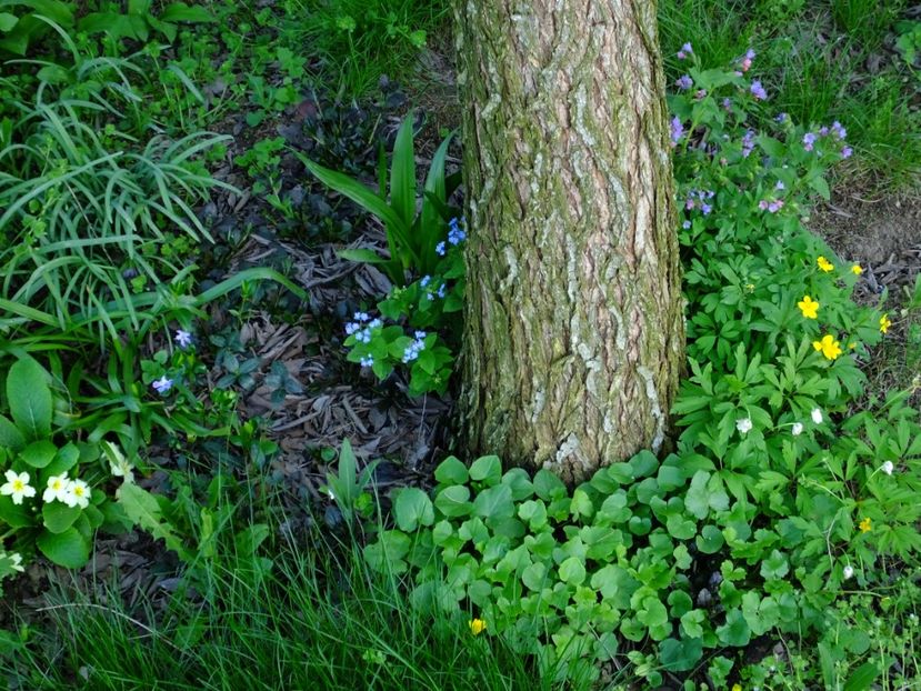  - 2018_01_Flori de primavara