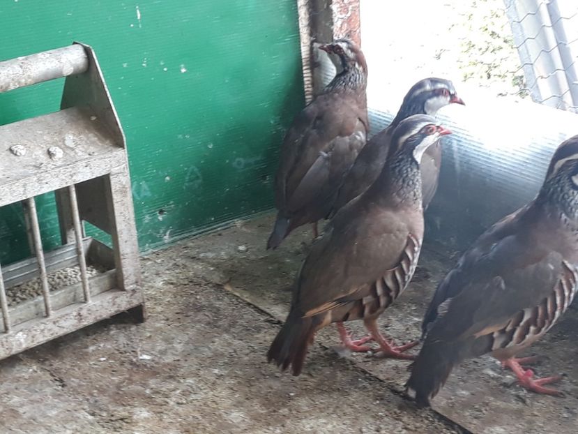  - Potarnichi de stanca