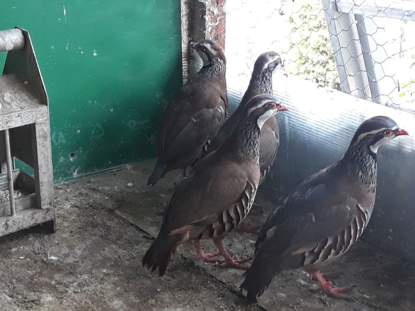 Potarnichi de stanca - Potarnichi de stanca