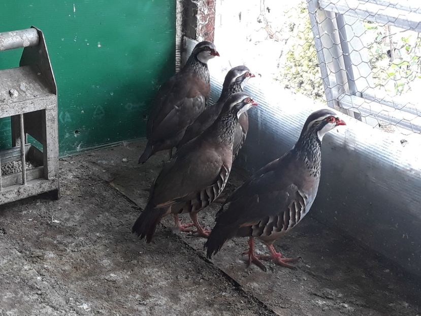  - Potarnichi de stanca