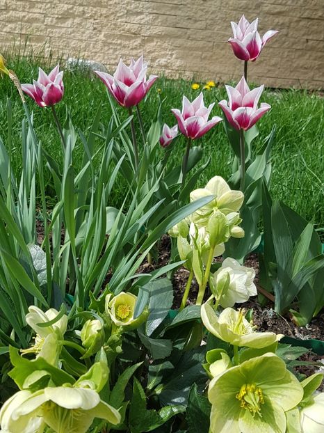 Lalele Claudia - Aprilie 2018