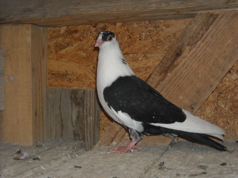 pierdut - PUISORI 2018