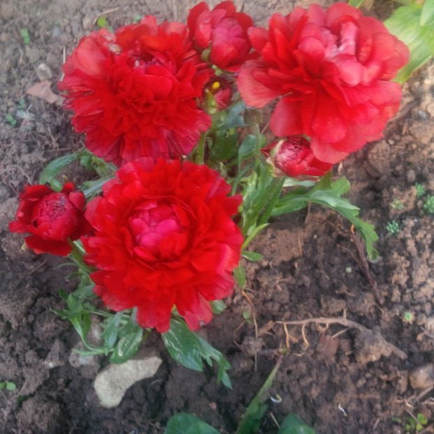 ranuculus - primavara 2018