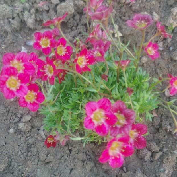 saxifraga - primavara 2018