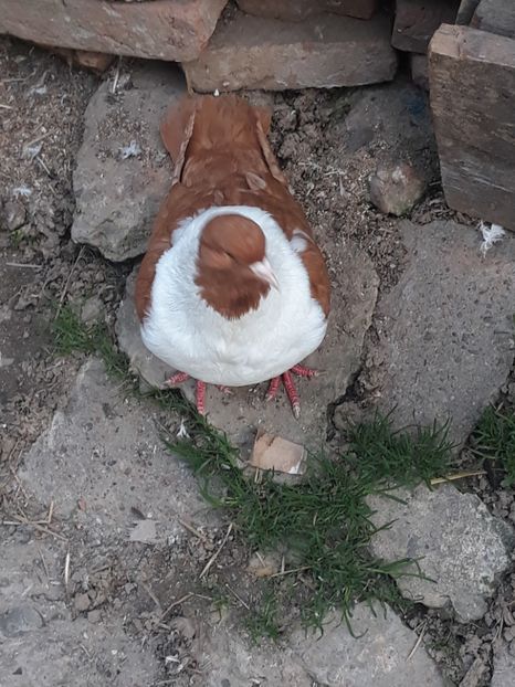  - strasser pe galben