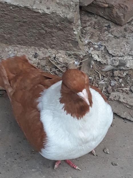  - strasser pe galben