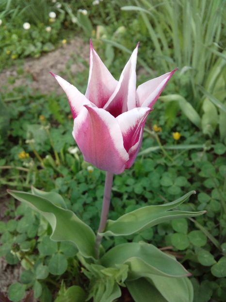  - AAAAA_LALELE 2016_2017_2018_2019