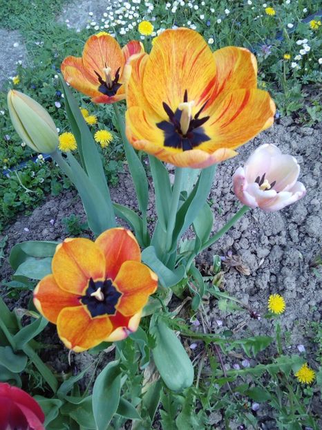  - AAAAA_LALELE 2016_2017_2018_2019