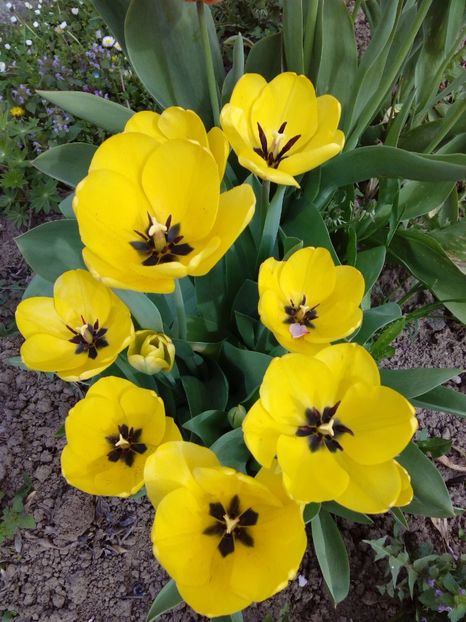  - AAAAA_LALELE 2016_2017_2018_2019