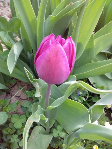  - AAAAA_LALELE 2016_2017_2018_2019