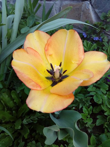  - AAAAA_LALELE 2016_2017_2018_2019