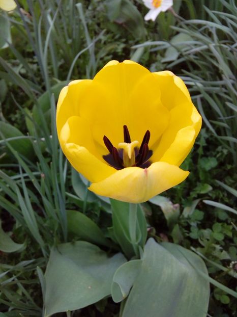  - AAAAA_LALELE 2016_2017_2018_2019