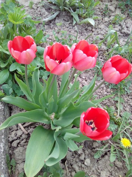  - AAAAA_LALELE 2016_2017_2018_2019