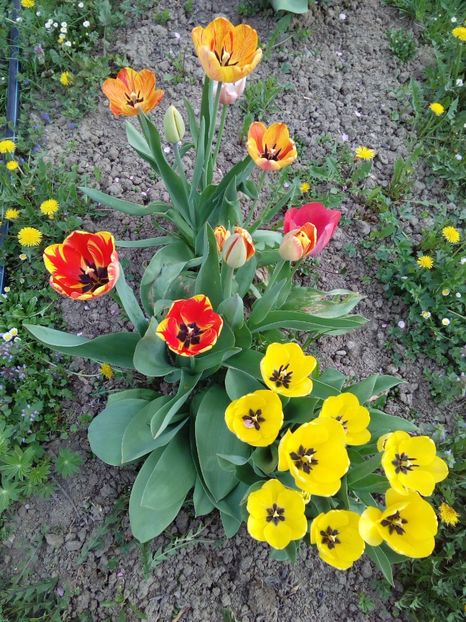  - AAAAA_LALELE 2016_2017_2018_2019