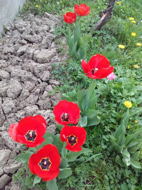  - AAAAA_LALELE 2016_2017_2018_2019