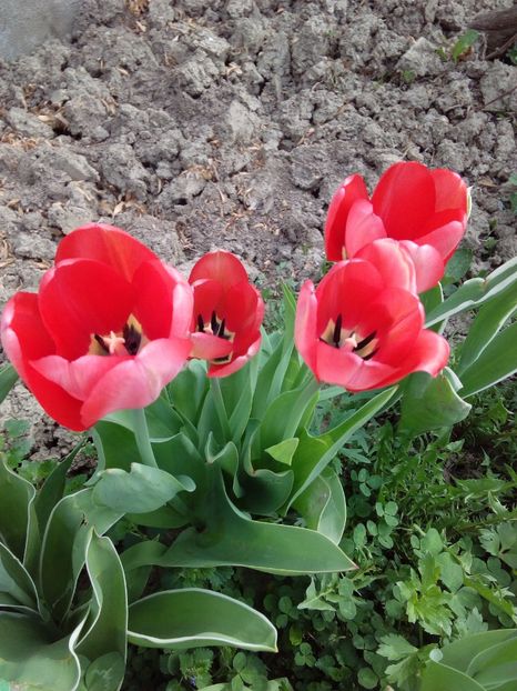  - AAAAA_LALELE 2016_2017_2018_2019