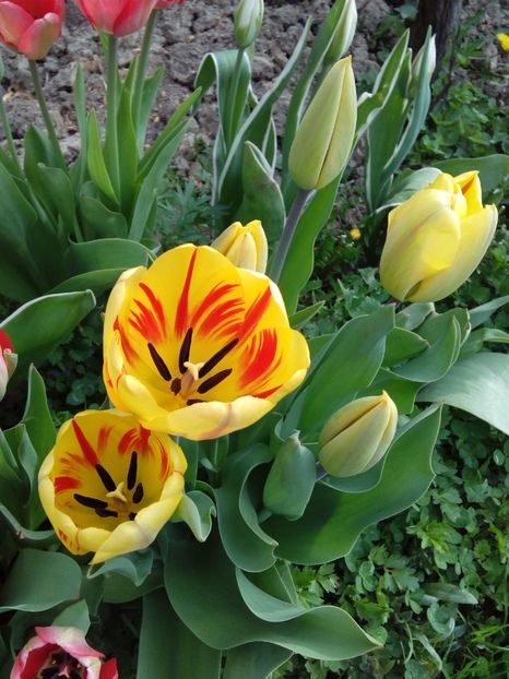  - AAAAA_LALELE 2016_2017_2018_2019