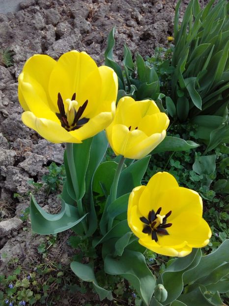  - AAAAA_LALELE 2016_2017_2018_2019