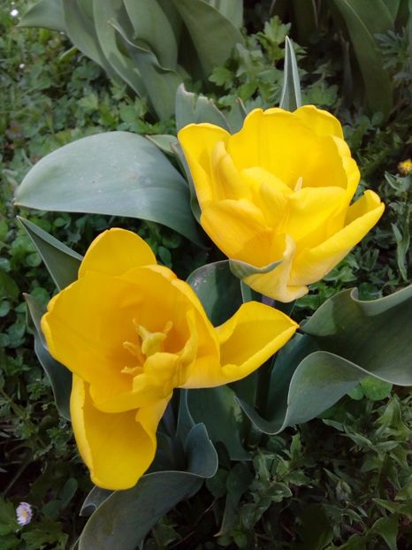  - AAAAA_LALELE 2016_2017_2018_2019