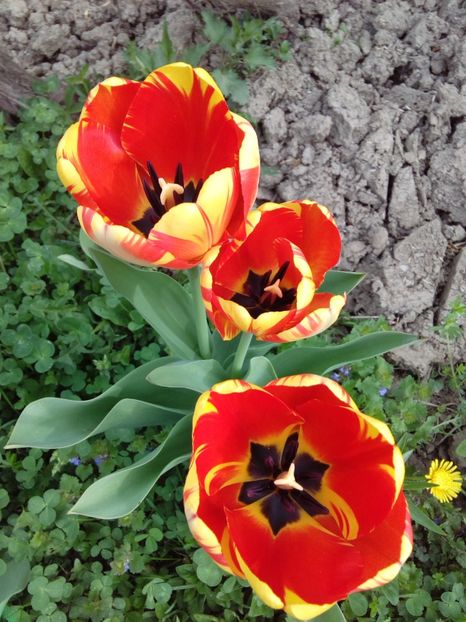  - AAAAA_LALELE 2016_2017_2018_2019