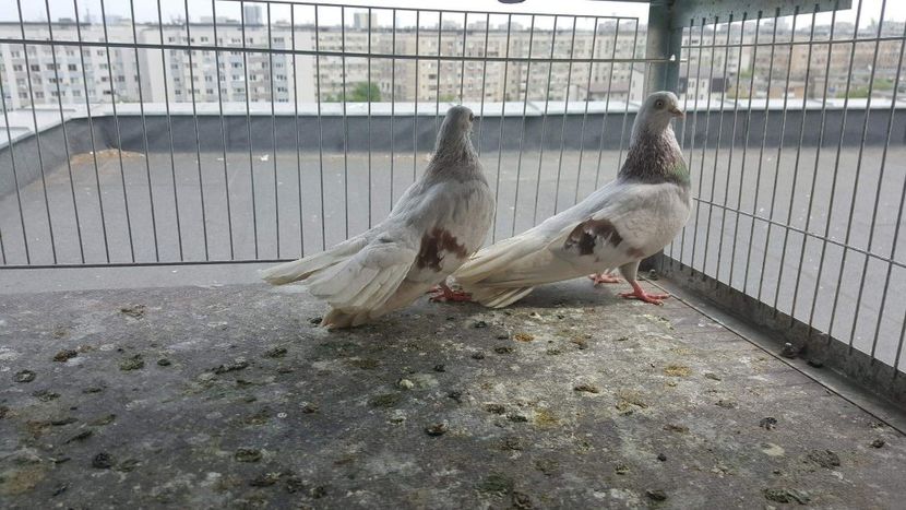 received_2114409351932542 - 9-Dungat Romanesc