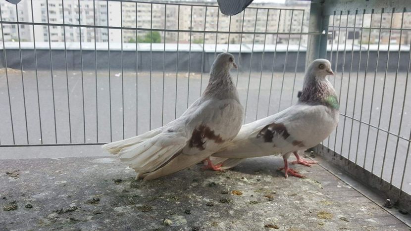 received_2114409458599198 - 9-Dungat Romanesc