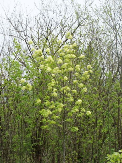 Fraxinus ornus( mojdrean) - 0 Flora spontana