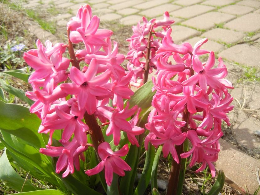 Hyacinth Amsterdam (2018, April 07) - Hyacinth Amsterdam