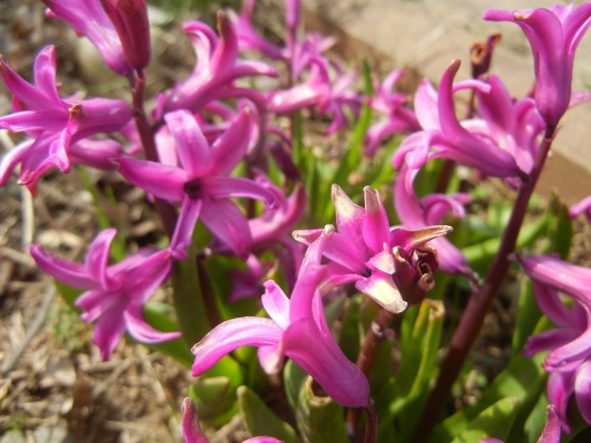 Hyacinth Purple Sensation (2018, Apr.07) - Hyacinth Purple Sensation