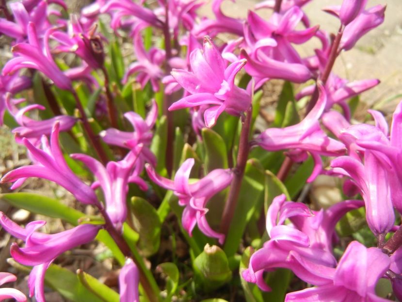 Hyacinth Purple Sensation (2018, Apr.07) - Hyacinth Purple Sensation