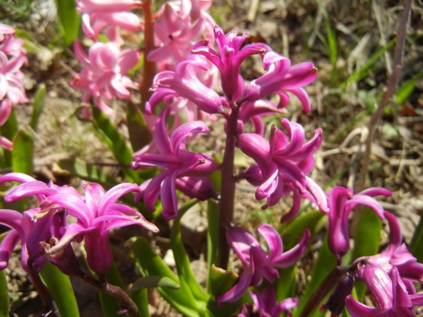 Hyacinth Purple Sensation (2018, Apr.09) - Hyacinth Purple Sensation