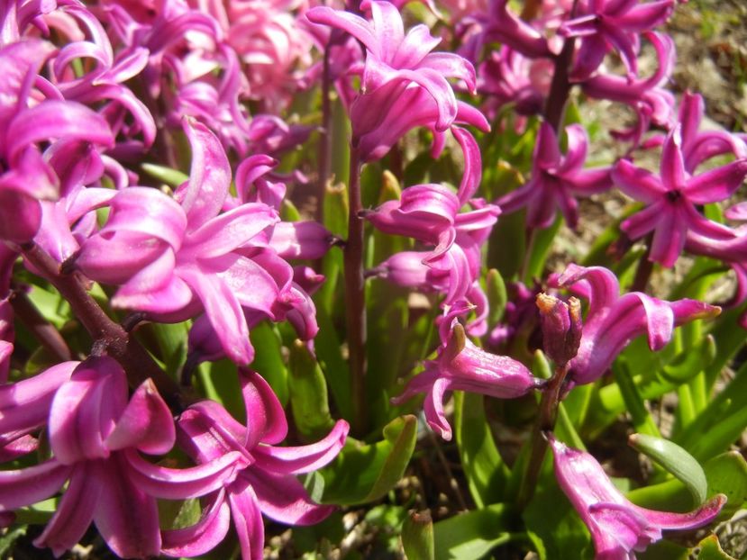 Hyacinth Purple Sensation (2018, Apr.09) - Hyacinth Purple Sensation