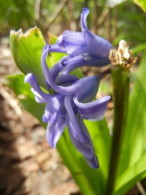 Hyacinth Isabelle (2018, April 07) - Hyacinth Isabelle