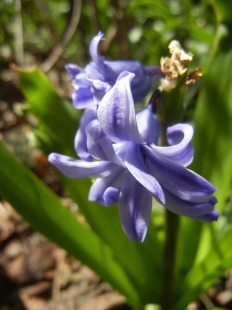 Hyacinth Isabelle (2018, April 09) - Hyacinth Isabelle