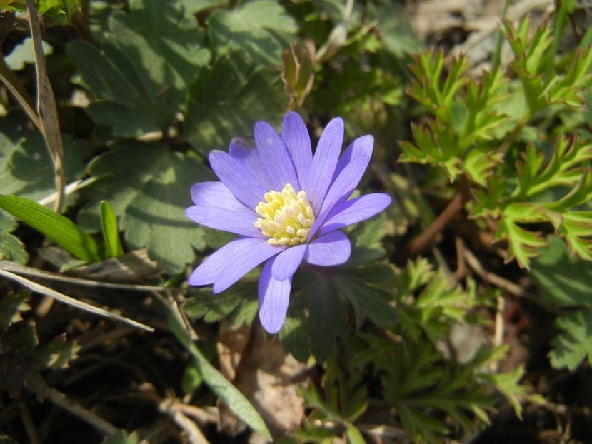 Anemone Blue Shades (2018, April 07) - Anemone Blue Shades