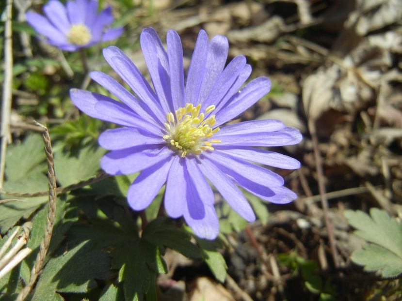 Anemone Blue Shades (2018, April 09) - Anemone Blue Shades