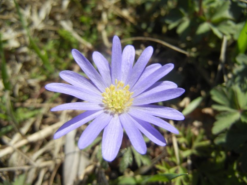 Anemone Blue Shades (2018, April 09) - Anemone Blue Shades