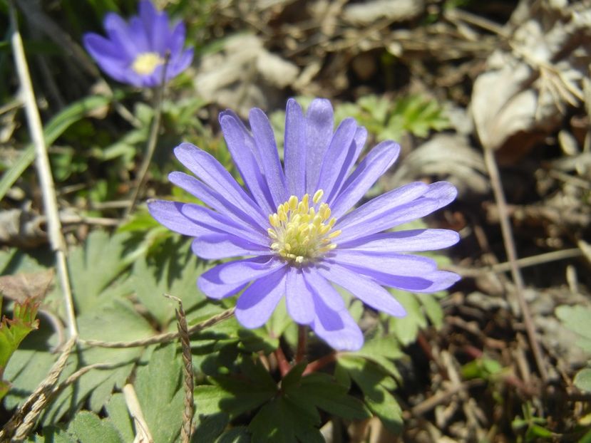 Anemone Blue Shades (2018, April 09) - Anemone Blue Shades