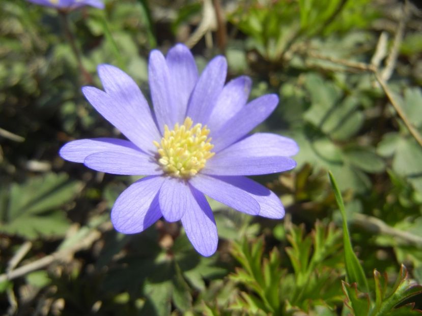 Anemone Blue Shades (2018, April 09) - Anemone Blue Shades