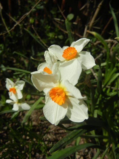 Narcissus Geranium (2018, April 09) - Narcissus Geranium