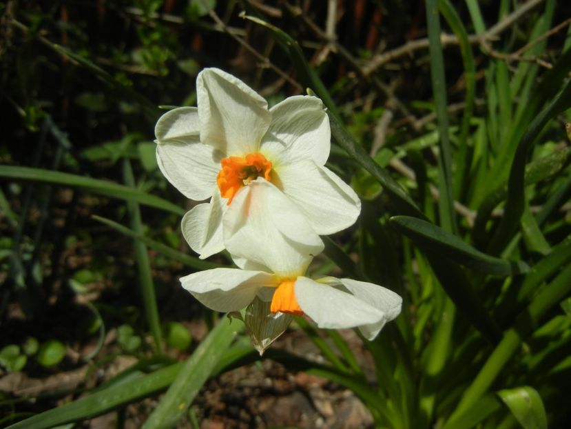 Narcissus Geranium (2018, April 09) - Narcissus Geranium