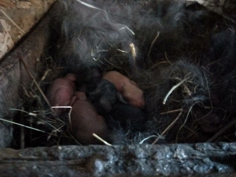  - 01 Cuib 12 04 2018