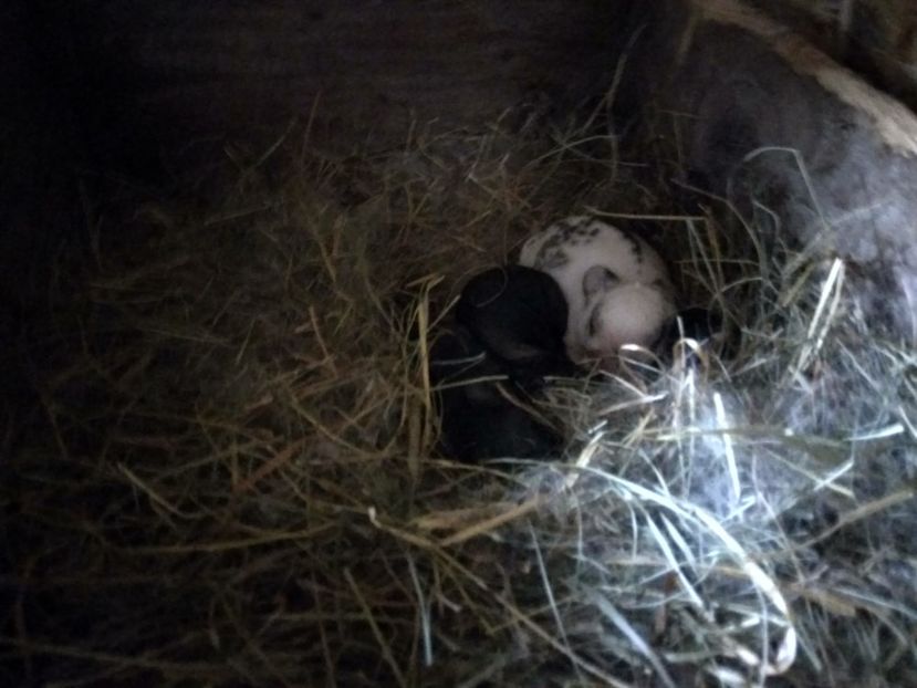 Doica i-a acceptat fara probleme - 01 Cuib 12 04 2018