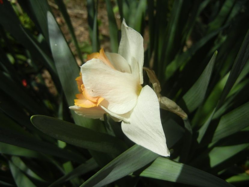 Narcissus Salome (2018, April 09) - Narcissus Salome