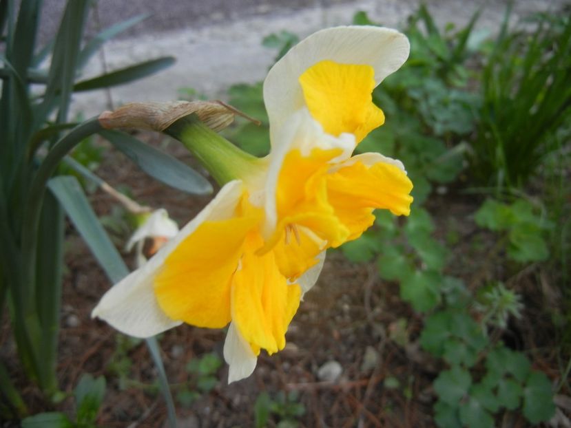 Narcissus Sovereign (2018, April 09) - Narcissus Sovereign