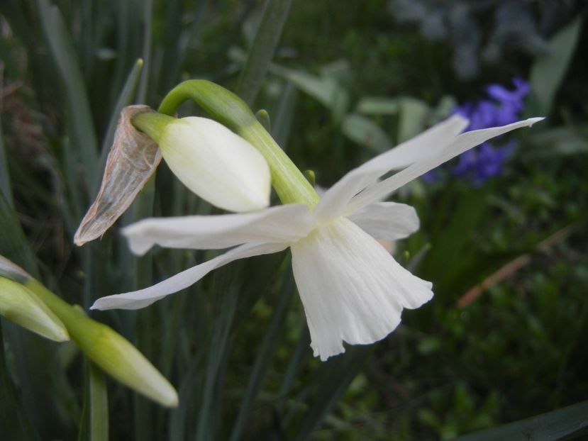 Narcissus Thalia (2018, April 09) - Narcissus Thalia